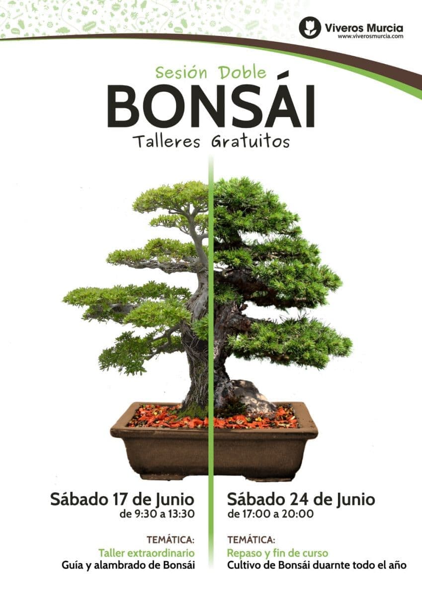 Talleres y cursos sobre cultivo de Bonsáis gratis en Viveros Murcia