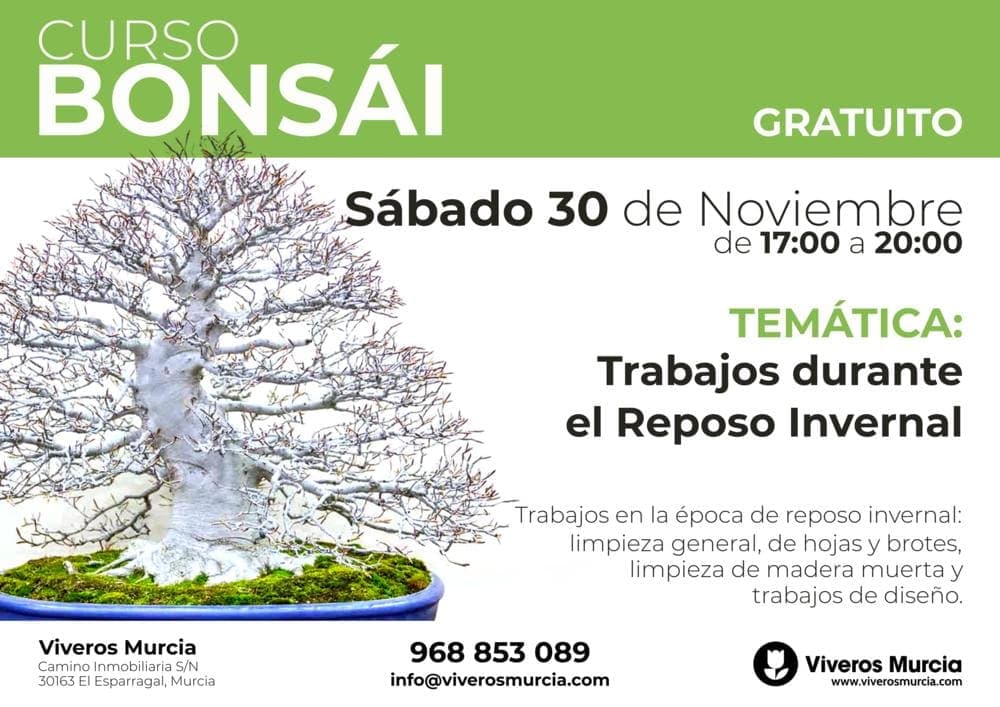 Bonsáis en Murcia