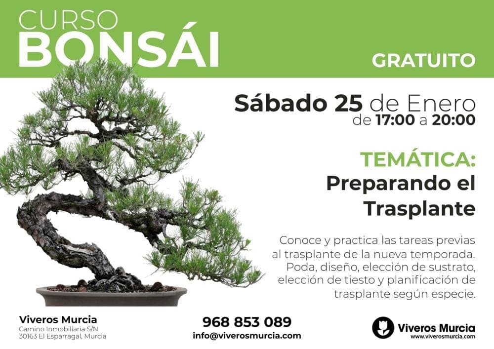 taller de bonsái gratuito en Viveros Murcia garden center