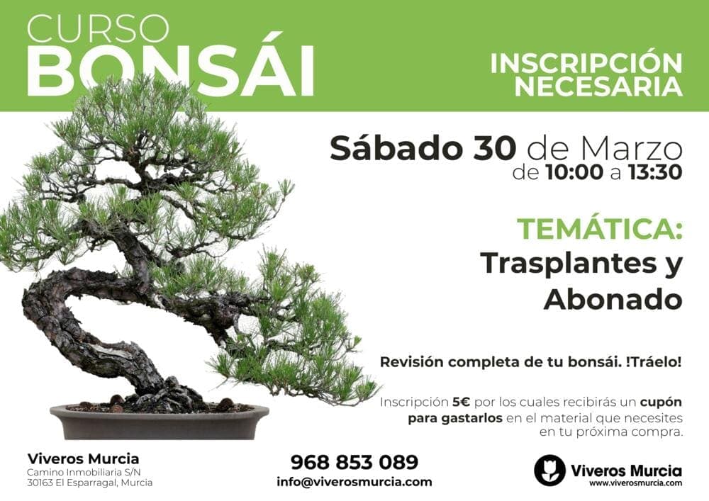 Continuamos aprendiendo los secretos de los trasplantes de bonsáis este fin de semana
