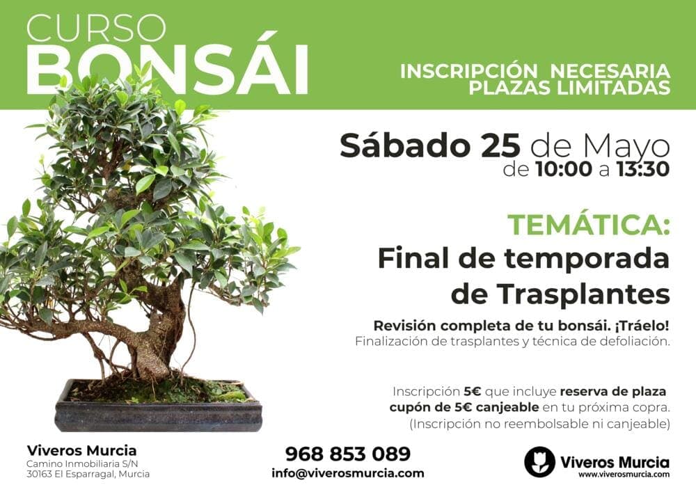 Curso de Bonsáis: Terminamos con la temporada de trasplantes