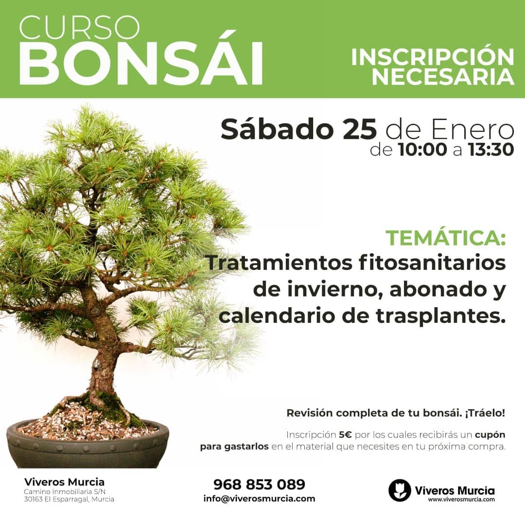 Próximo taller bonsáis el sábado 25 de enero de 2025 en Viveros Murcia