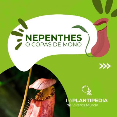 Nepenthes o copa de mono