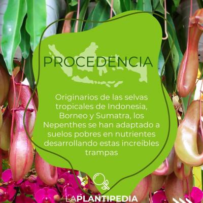 Originaria de selvas tropicales