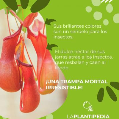 Trampa mortal para insectos gracias a sus vibrantes colores y dulce néctar