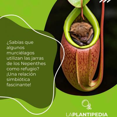 Algunos murciélagos utilizan las jarras de los nepenthes como refugio