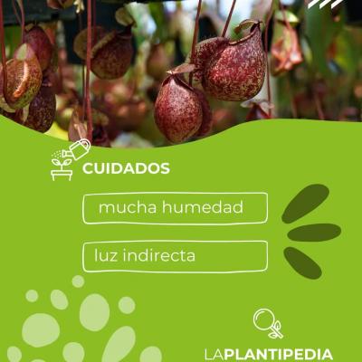 Requiere de mucha humedad y luz indirecta