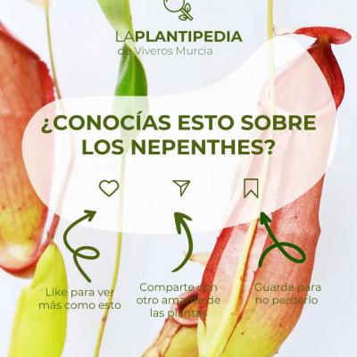 Comparte para más contenido