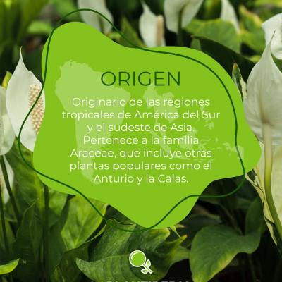 Descubre todo sobre el Spathiphyllum: cuidados, simbología y su poder purificador. Ideal para hogares y oficinas.