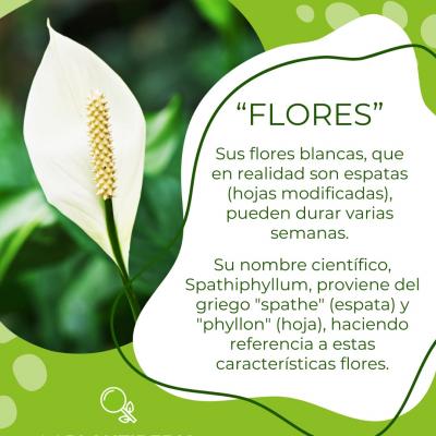 Descubre todo sobre el Spathiphyllum: cuidados, simbología y su poder purificador. Ideal para hogares y oficinas.