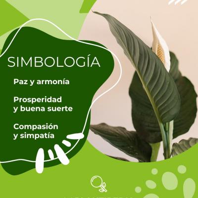 Descubre todo sobre el Spathiphyllum: cuidados, simbología y su poder purificador. Ideal para hogares y oficinas.