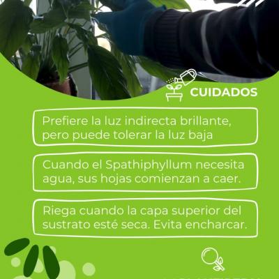 Descubre todo sobre el Spathiphyllum: cuidados, simbología y su poder purificador. Ideal para hogares y oficinas.