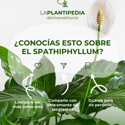 Descubre todo sobre el Spathiphyllum: cuidados, simbología y su poder purificador. Ideal para hogares y oficinas.
