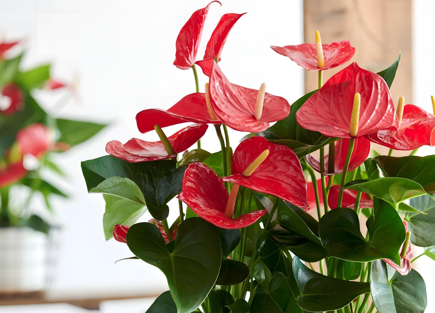 Anthurium Minesota es una planta tropical atractiva y fácil de cuidar que puede añadir un toque de belleza y tranquilidad a cualquier hogar