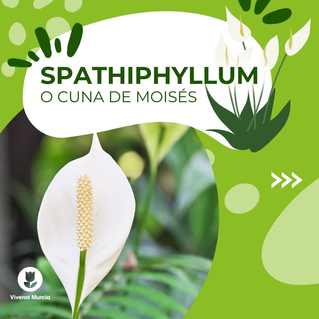Descubre todo sobre el Spathiphyllum: cuidados, simbología y su poder purificador. Ideal para hogares y oficinas.