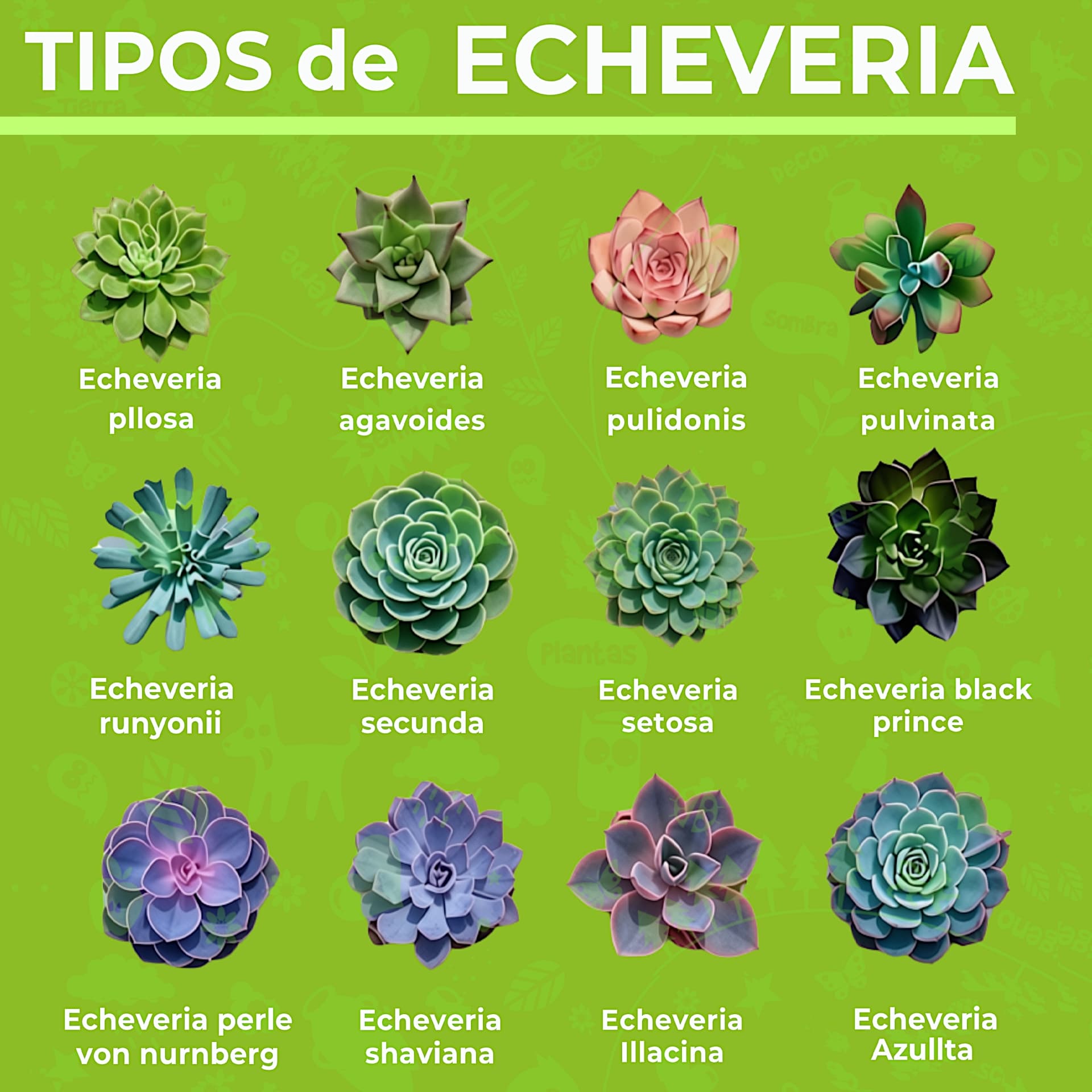 Echeveria y sus variantes más conocidas
