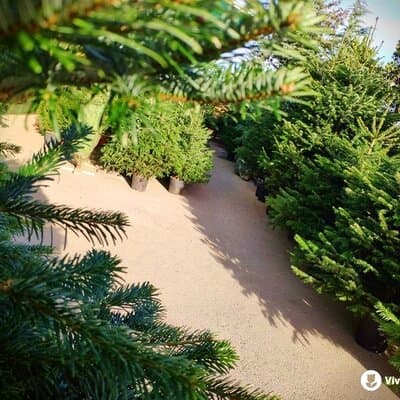 Abetos Naturales: El Árbol de Navidad respetuoso con el Medio Ambiente