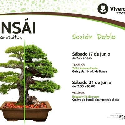 ¡No uno, sino dos talleres gratuitos de Bonsái para terminar el curso!