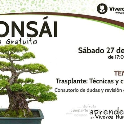 Taller de Bonsái gratis el próximo Sábado 27 de Enero