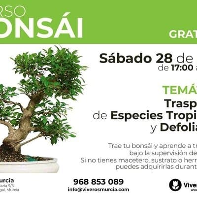 Taller de Bonsái gratis el próximo Sábado 28 de Abril