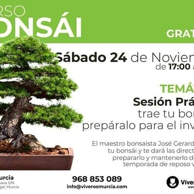 Taller de Bonsái gratis el próximo Sábado 24 de Noviembre