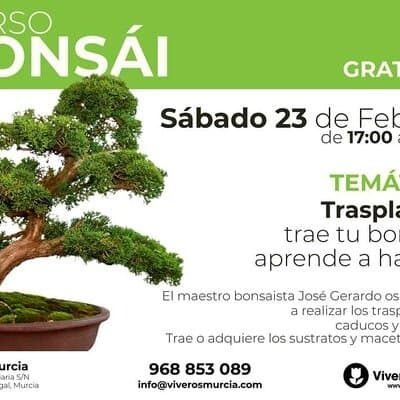 Taller de Bonsái gratis el próximo Sábado 23 de Febrero