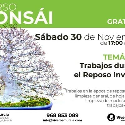 Taller de Bonsái gratis el próximo Sábado 30 de Noviembre