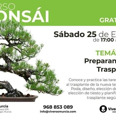 Taller de Bonsái: preparando el trasplante, próximo Sábado 25 de Enero