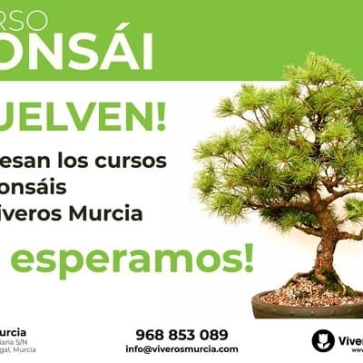Regresan los cursos de Bonsái de Viveros Murcia