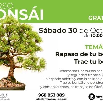 Curso de bonsái el 30 de Octubre