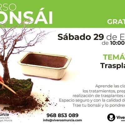 Curso de bonsái el 29 de Enero