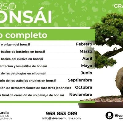 Curso de bonsái el 26 de Febrero