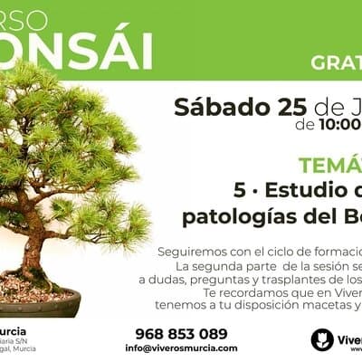 Curso de bonsái el 25 de Junio