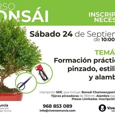 Curso especial de Bonsái el próximo 24 de Septiembre