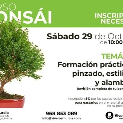 Nueva edición del taller de bonsái el 29 de octubre