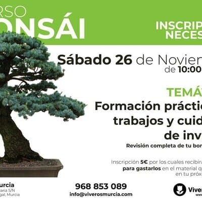 Nueva edición del taller de bonsái el 26 de noviembre