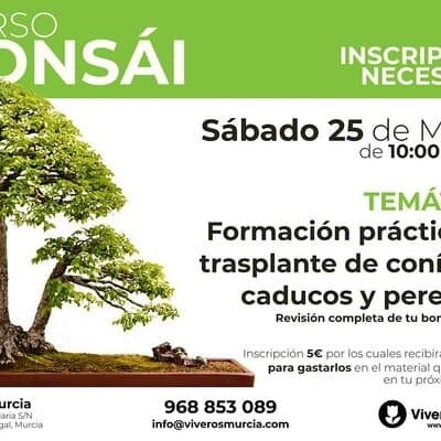 Nueva edición del taller de bonsái el sábado 25 de marzo