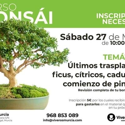 Nueva edición del taller de bonsái el sábado 27 de mayo