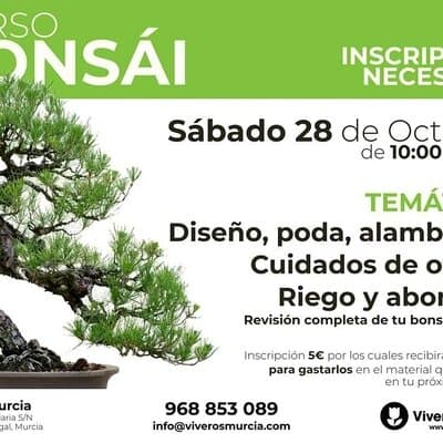 Nueva edición de taller de bonsái el sábado 28 de octubre