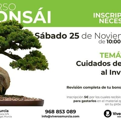 Nueva edición de taller de bonsái el sábado 25 de noviembre