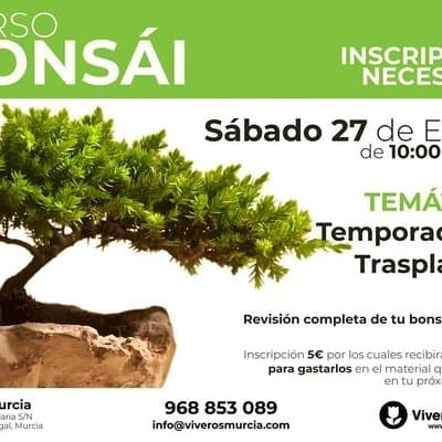 Descubre el Arte de los Bonsáis en Nuestro Próximo Taller de Trasplantes el próximo sábado 27