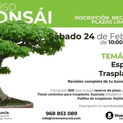 Trasplanta tus bonsáis con garantías gracias al próximo taller de bonsáis de este fin de semana