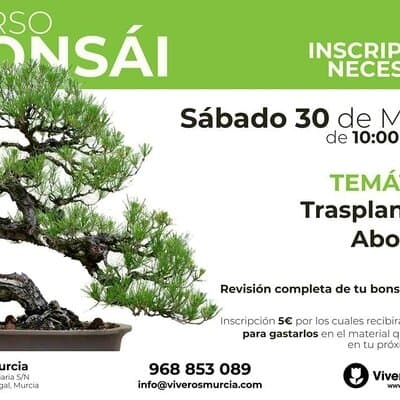 Continuamos aprendiendo los secretos de los trasplantes de bonsáis este fin de semana
