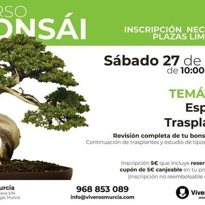 Curso de Bonsáis: Aprende los secretos del trasplante, sustratos y abonos