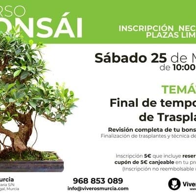 Curso de Bonsáis: Terminamos con la temporada de trasplantes