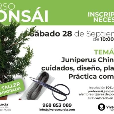Comienzo de temporada 2024-2025 de los cursos de Bonsái de Viveros Murcia