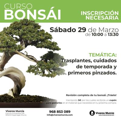 Próximo taller práctico de bonsáis el sábado 29 de marzo en Viveros Murcia