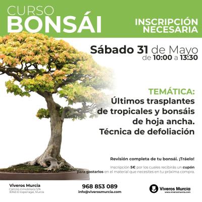 Último taller de trasplantes de bonsáis el próximo sábado 31 de mayo en Viveros Murcia