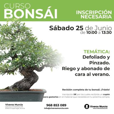 Sábado 28 de junio: taller práctico donde aprenderás pinzado, defoliado, riego veraniego y cambio de abonado. Trae tu bonsái y resuelve dudas en Viver