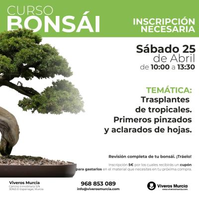 Taller de trasplantes de bonsáis tropicales el sábado 25 de abril en Viveros Murcia